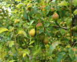 images/2026/V_prihode_svyatitelya_Nikolaya_Yaponskogo_sostoyalos/