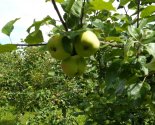 images/2026/V_prihode_svyatitelya_Nikolaya_Yaponskogo_sostoyalos/
