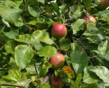 images/2026/V_prihode_svyatitelya_Nikolaya_Yaponskogo_sostoyalos/